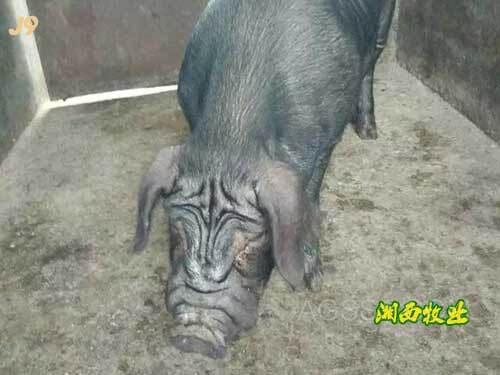陆良母猪种类有哪些种母母猪云南黑猪种母猪